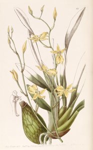 Cyrtochilum aureum by Miss Drake
